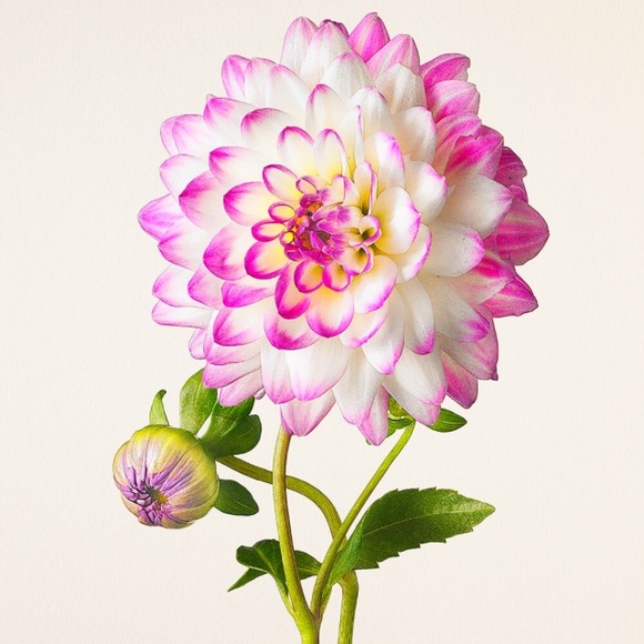 Meet your Posher, Tessa - Picture 1 of 1